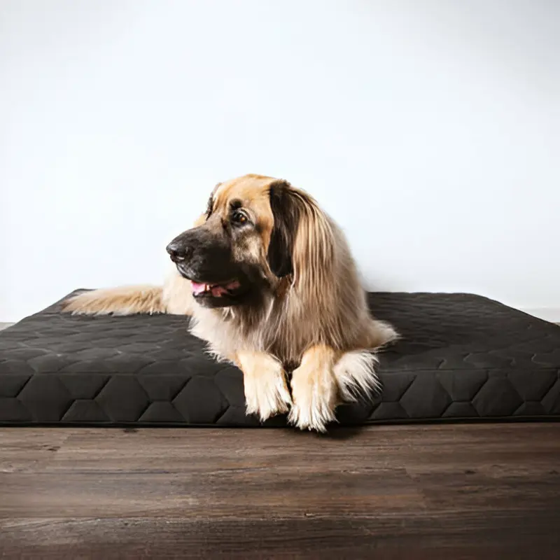 literie-pour-chien